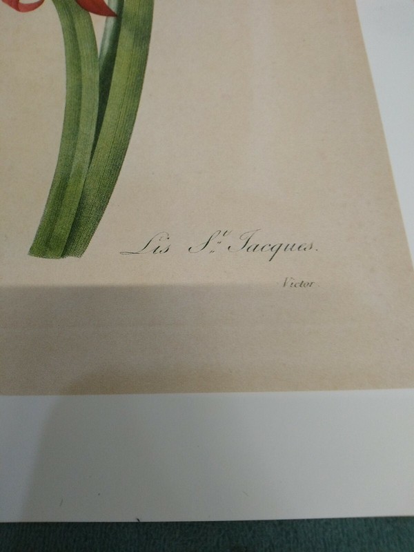 P J REDOUTE BOTANICAL PRINT -Vintage Botanical Book Plate 2 pack gallery