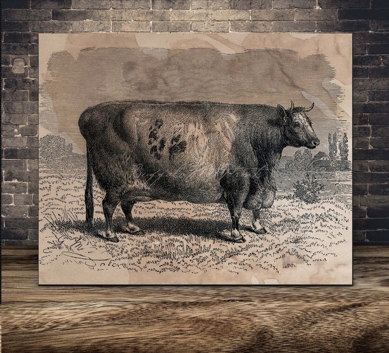 Durham Shorthorn Cattle Poster Vintage Rustic Wall Art Cow Breeds Poster Print