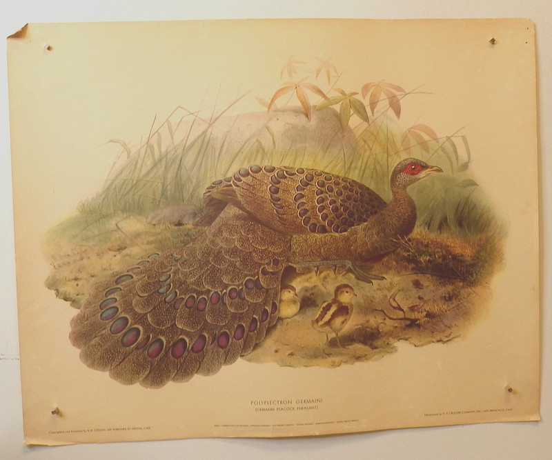 VTG Litho of Germain Peacock Pheasant, 19th C. Game Birds, by Gibson 19" x 24" gallery