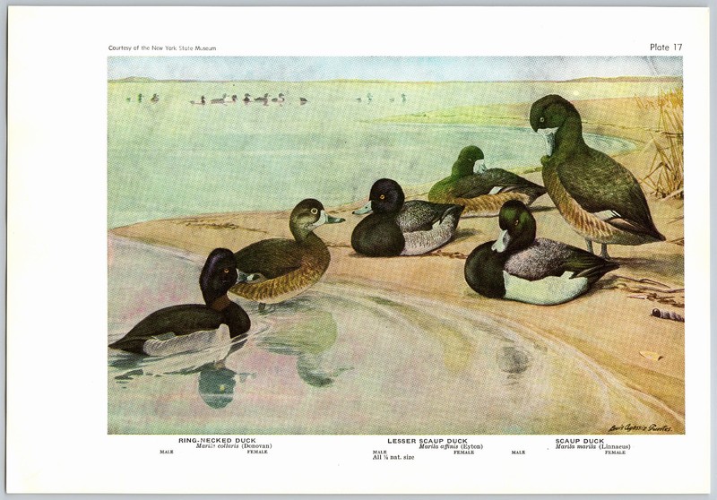1936 Bird Print, Ring Necked Duck, Scaup Duck, Golden-Eye, Vintage Bird Print