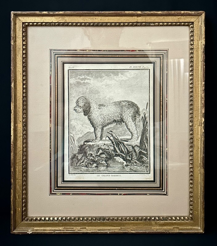 6 Antique French Jacques de Seve (1742- 1788) Naturalist Dog Etchings/Engraving gallery