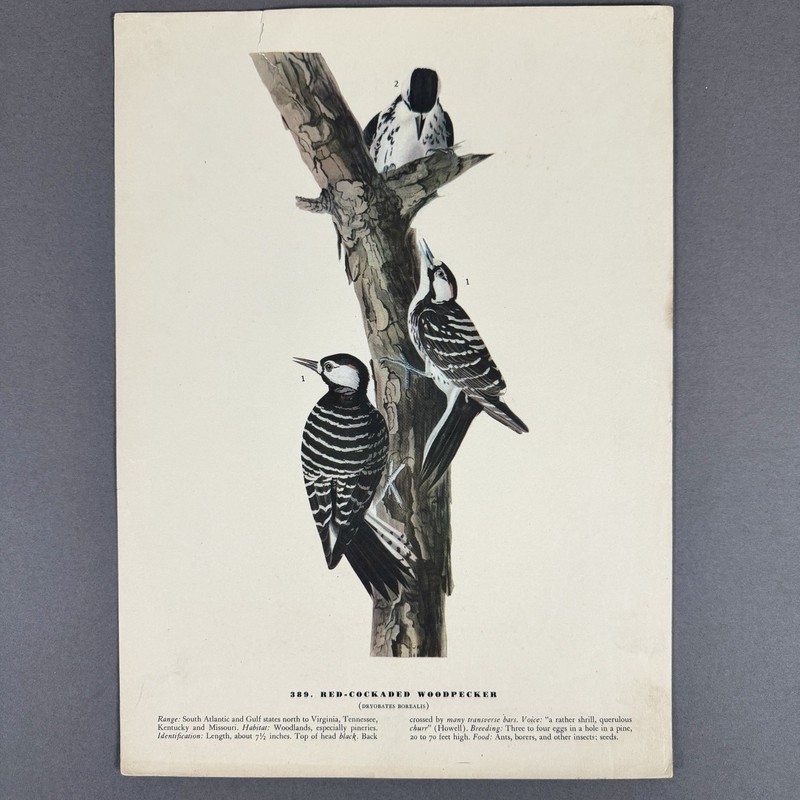 Vintage Bird Print Lot | 10 Audubon Style Plates Passenger Pigeon Crane gallery
