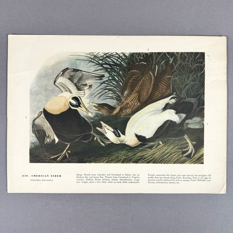 Vintage Bird Print Lot | 10 Audubon Style Plates Passenger Pigeon Crane gallery