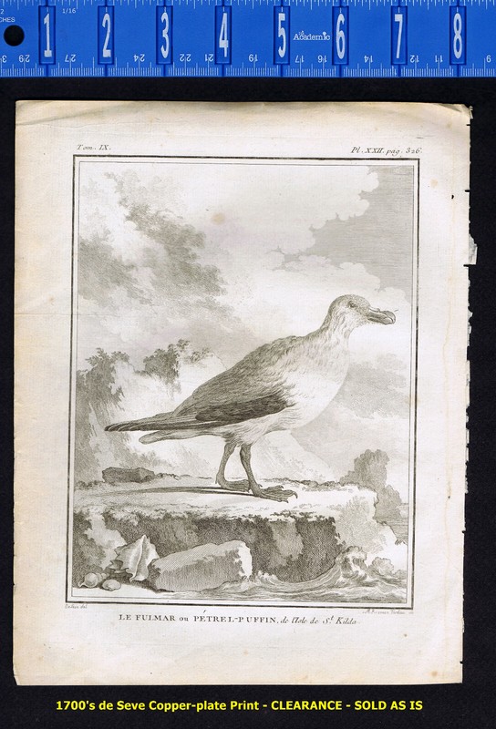 Albatros, Le Fulmar ou Petrel-Puffin, Sea Peacock-1780 de Seve/Buffon CLEARANCE