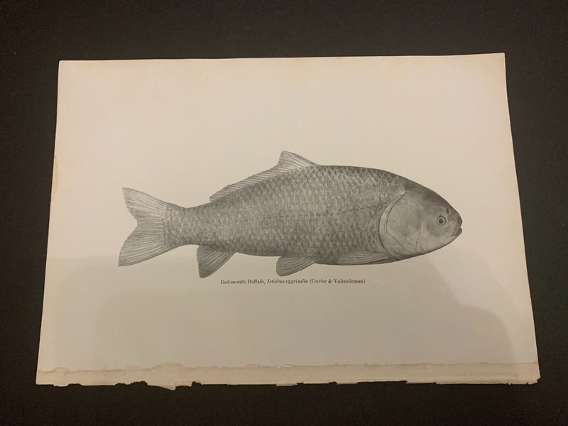 Vintage c.1910 Red-Mouth Buffalo Black and White Bookplate Fish Print