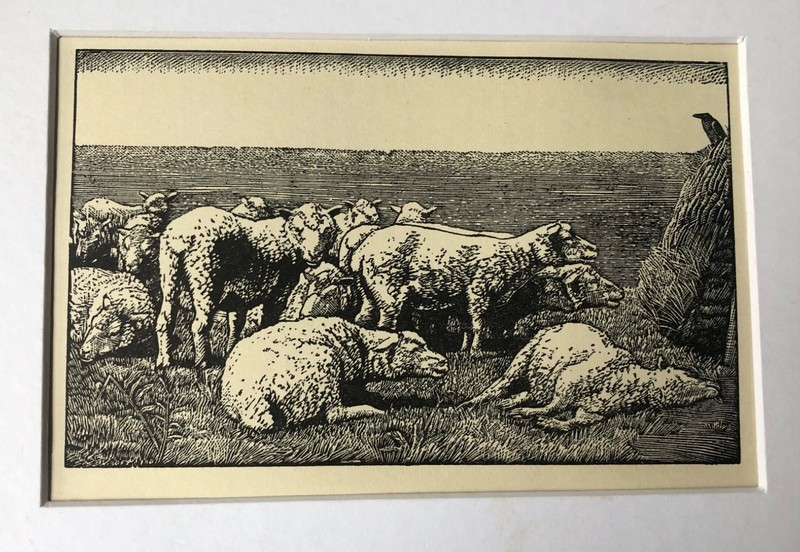 Vintage wood engraving print , C F TUNNICLIFFE – Sheep in landscap mounted. 1933