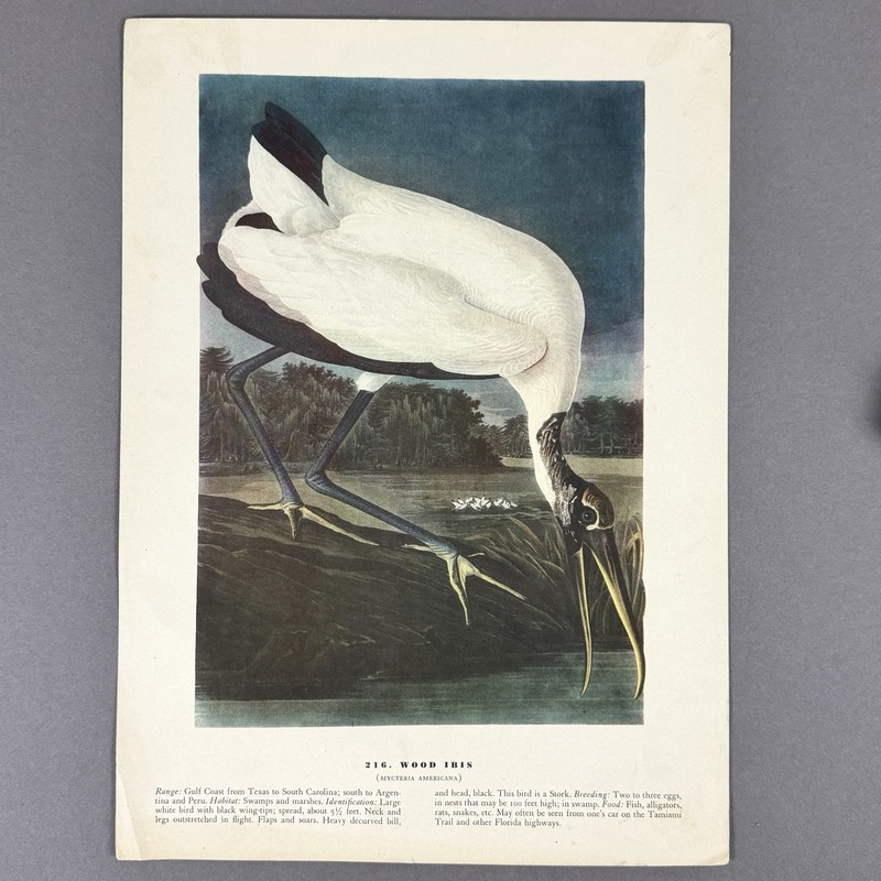 Vintage Bird Print Lot | 10 Audubon Style Plates Passenger Pigeon Crane gallery