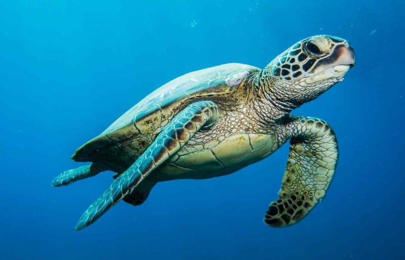 SEA TURTLE POSTER PRINT WALL ART – CHOOSE DESIGN/SIZE/LAMINATED/FRAMED a