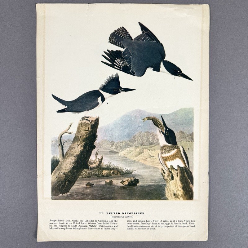 Vintage Bird Print Lot | 10 Audubon Style Plates Passenger Pigeon Crane gallery