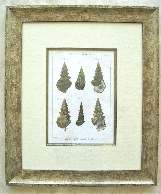 2 Antique Seashell Engraved Prints; Shells: Denis Diderot, Paris 1751-1775 gallery