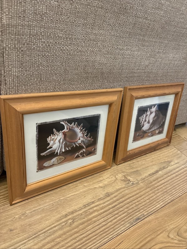 Chunky Pine frame Framed Set 2 Seashell Study Prints L Bass Shells 13 X 11” gallery