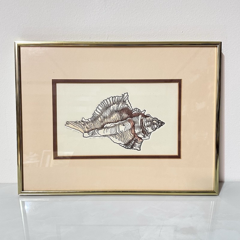 Seashell Murex Print Framed Signed Numbered Coastal Nautical Stippled Wall Art