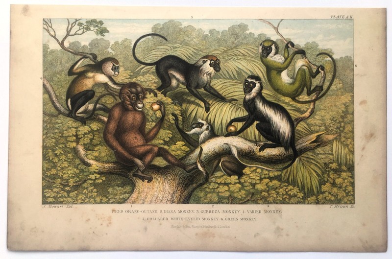 MONKEYS & APES Antique ANIMAL Print, Colour Lithograph, c 1880, Goldsmith