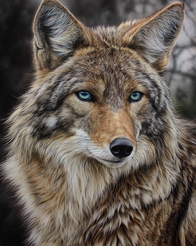 8×10 Wolf Portrait Snow Illustration – 537604858
