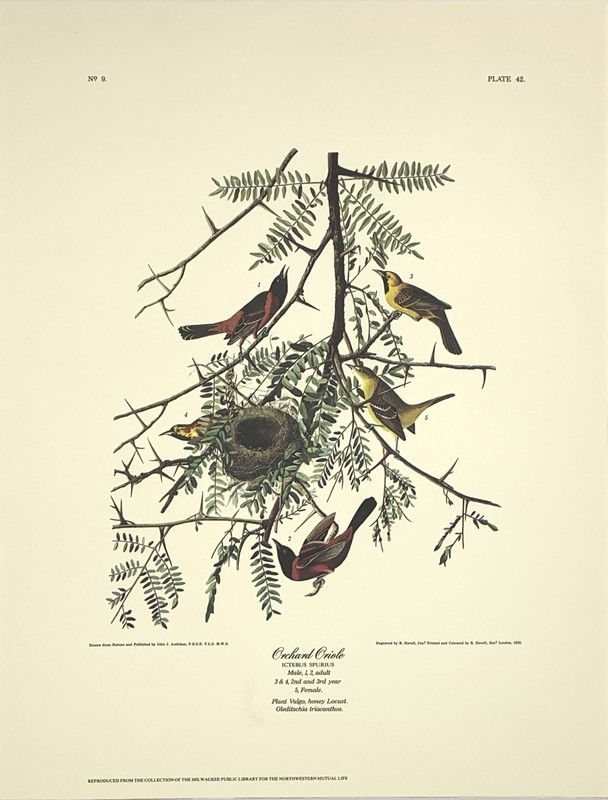 Audubon Birds Orchard Oriole & Nest Print No. 9 Plate 42 Honey Locust 12”x 16”