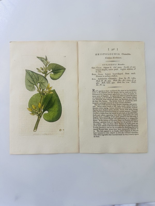 Sowerby 1795 Aristolochia Clematitis Botanical Hand Colored Plate 398 Print