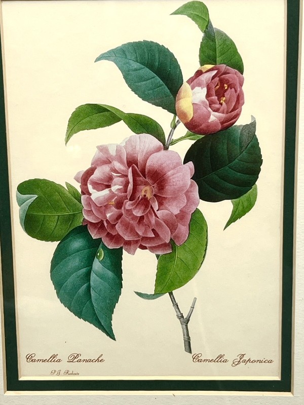 Beautiful Pierre-Joseph Redouté - Camelia Panache Camellia Japonica Framed Print gallery