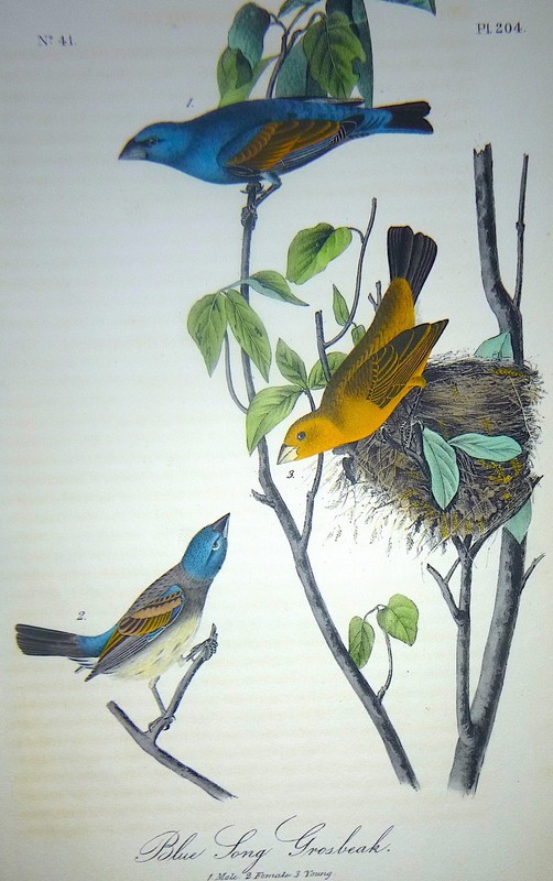 Audubon 1st ed Octavo BLUE SONG GROSBEAK Birds of America 1840 original #204