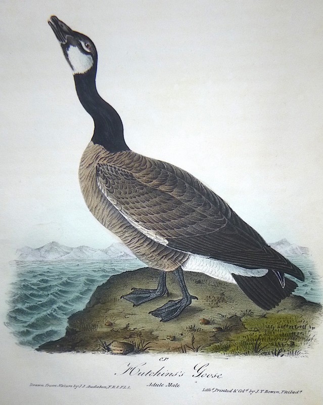 Audubon 1st ed Octavo HUTCHINS’S GOOSE Birds of America 1840 original #377