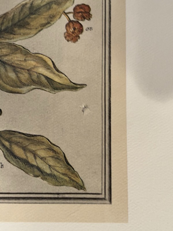 “January” Botanical StillLifeFrom RobertFurberSeries ‘TwelveMonthsOfFlowers’ gallery