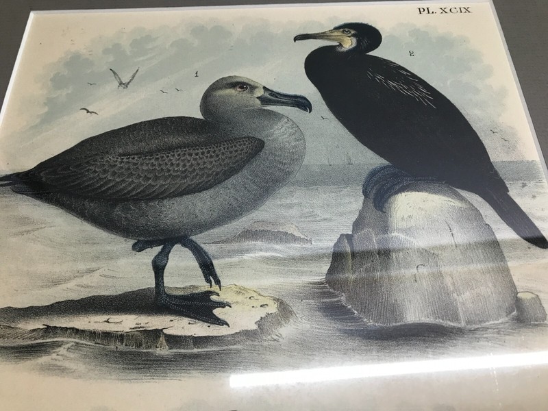 Framed Albatross Lithograph by Theodore Jasper 1881 Colored - Studer's Birds gallery