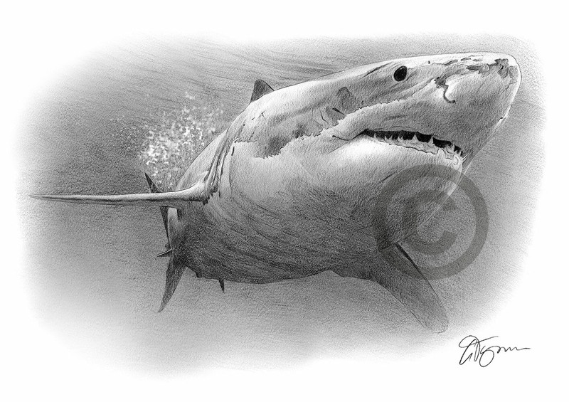 GREAT WHITE SHARK pencil drawing art print A4/A3 sizes artwork by UK artist