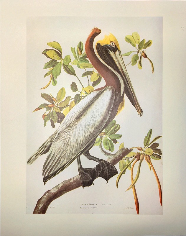 John James Audubon Birds BROWN PELICAN Vintage Art Print Book Plate 349 gallery