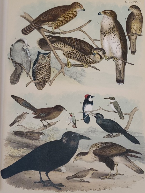Raven/Owl Litho. by Theodore Jasper / 1881, Studer’s North Am. Birds