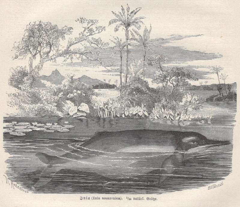 1877 Brehms Thierleben Wood Engraving Amazon River Dolphin Original Book Print