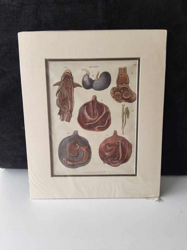 Antique Engraving Hand-Colored 1829 Copper Plate Encyclopaedia Londinensis Zoo