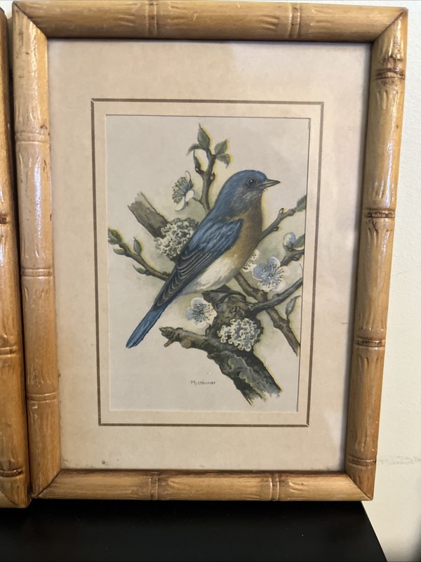 3 Vintage P.H. Gomer Bamboo Framed Bird Botanical Prints 5.5 X 8" Cottagecore gallery