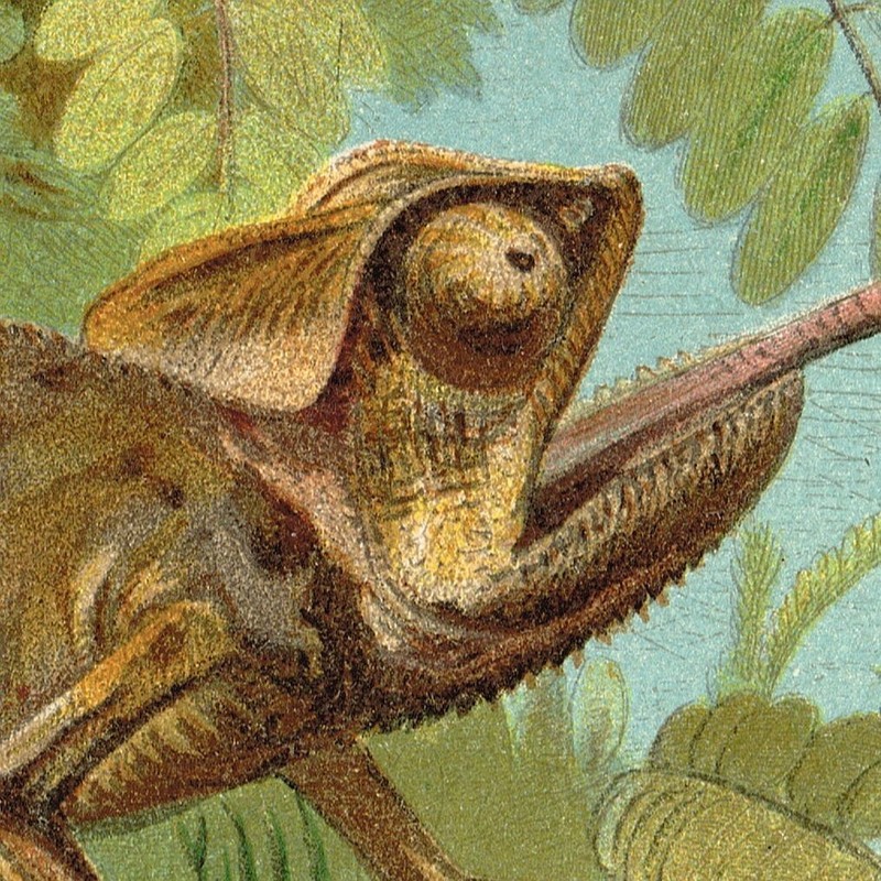 Chameleon 🦎 Print Antique Chromo Lithograph Print 1898 Lizard Geckos gallery