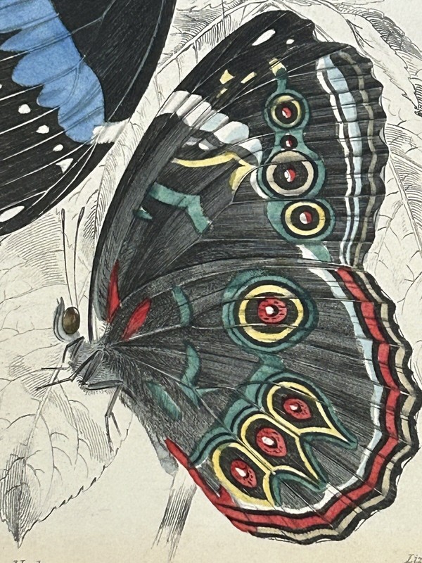 Antique Rare Vintage Butterfly Moth Engraving William Lizars, 1830s to 1840s