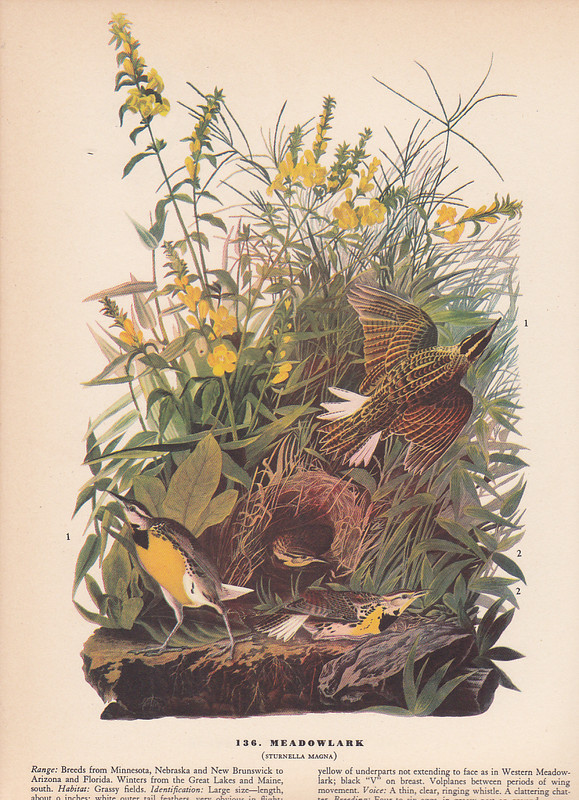 Audubon 1942 Vintage Birds #136 «Meadowlark» Full Color Art Plate Lithograph