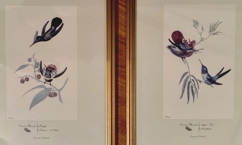 Oiseau-Mouche Pauguet Hummingbird Prints 1986 Framed Matted 2 Pc Set