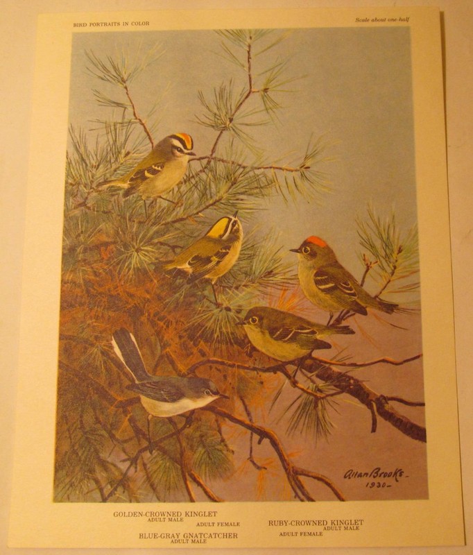Golden Crowned & Ruby Crowned Kinglet, Blue Gray Gnatcatcher, 8.5″x 6.75″ Print