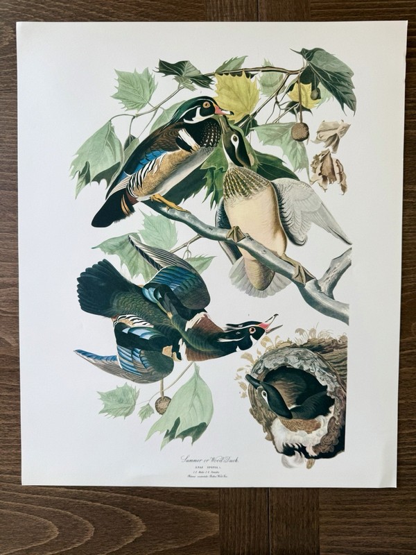 Audubon Wood Duck Print – 1964 Birds of North America Reprint – 17×14
