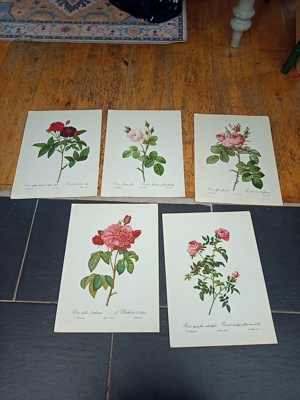 Pierre-Joseph Redoute Rare X 5 Vintage Prints: Roses 40x30cm Unframed
