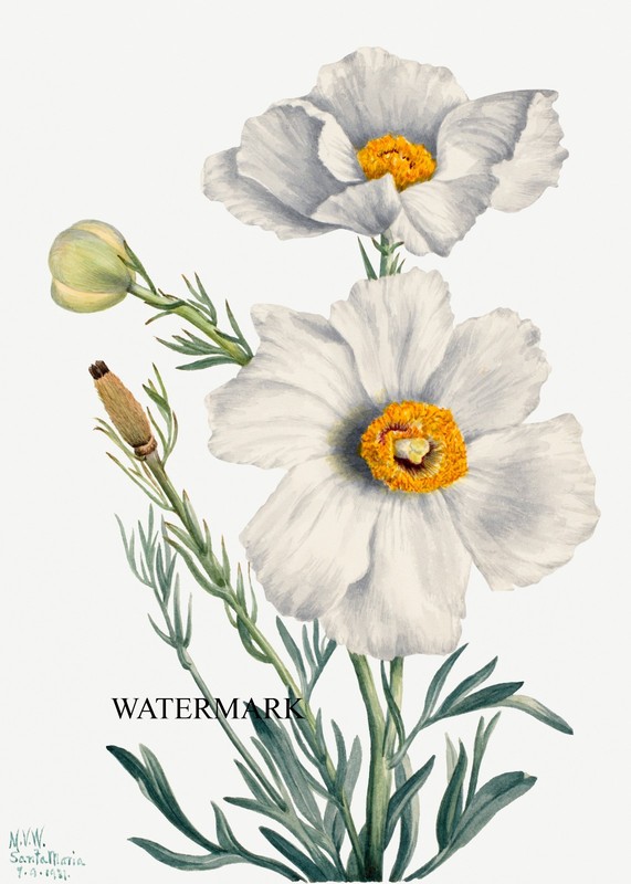 1920’s Mary Morris Vaux Walcott REPRO Matilija Poppy Romneya coulteri 1931