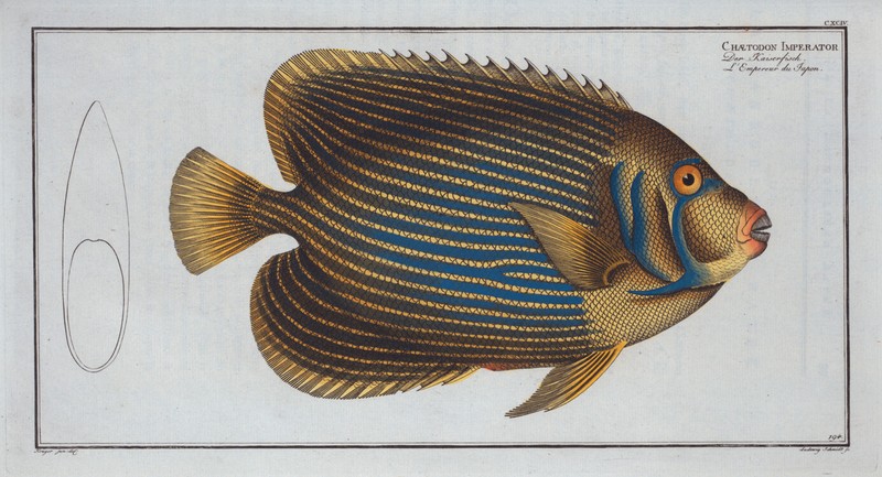 Marcus Bloch 1785 – Plate 144 Chaetodon Imperator Emperor Anglefish 13×19 Repro