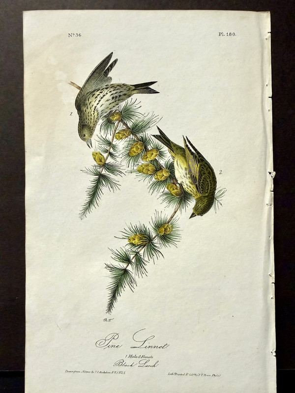 Audubon 1st. Edition Octavo Original Bird Art - PINE LINNET Pair, c1840's
