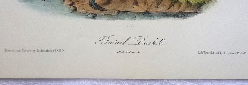 Audubon 3rd ed Octavo PINTAIL DUCK Birds of America 1859 original gallery