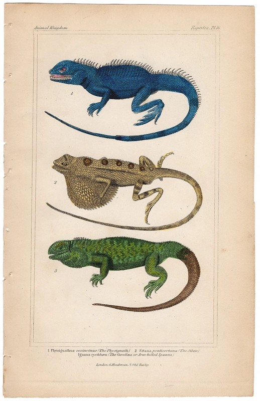Cuvier Animal Kingdom antique engraving 1837 Reptile 16 Chinese Water Dragon