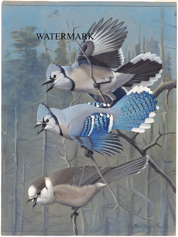 1920s Louis Agassiz Fuertes REPRO Bird Plate 58 Blue Jay, Canada Jay