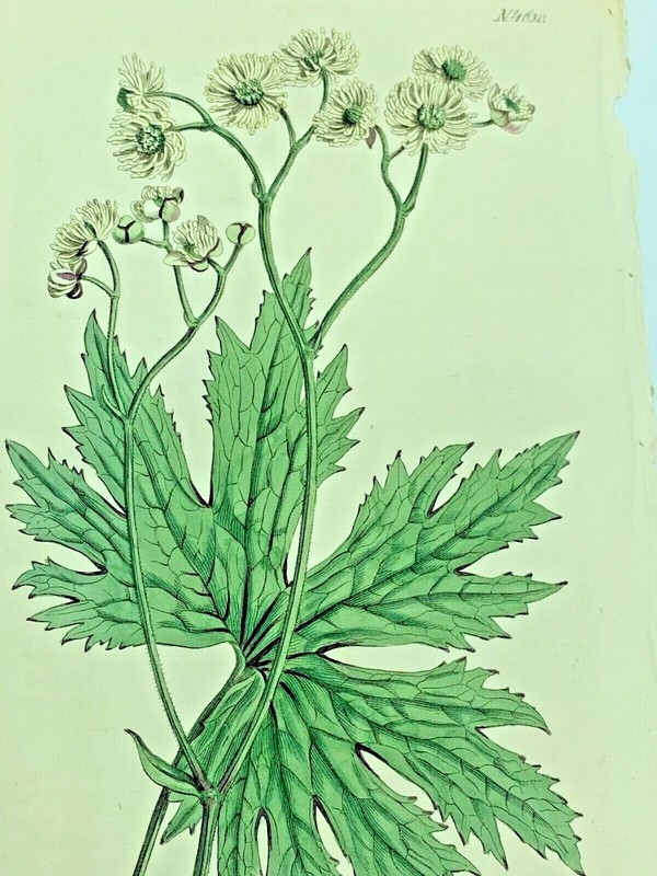 PALMATE-LEAVED BUG-WORT PLANTS 1814 Antique Print Original Curtis Botanical