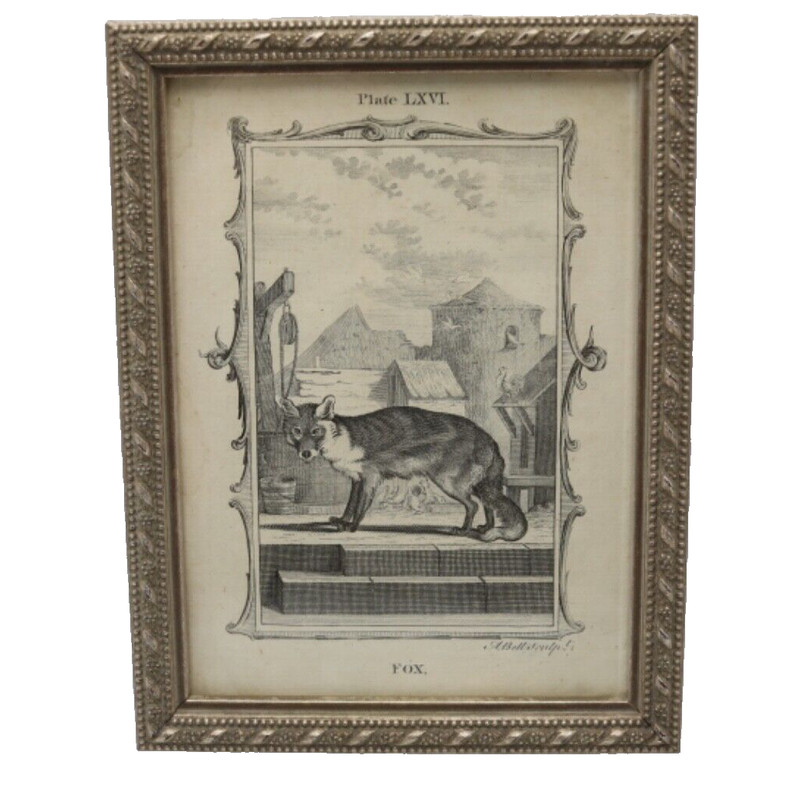 1781 Copper Plate Engraving of a Fox – Comte de Buffon Histoire des Quadrupèdes