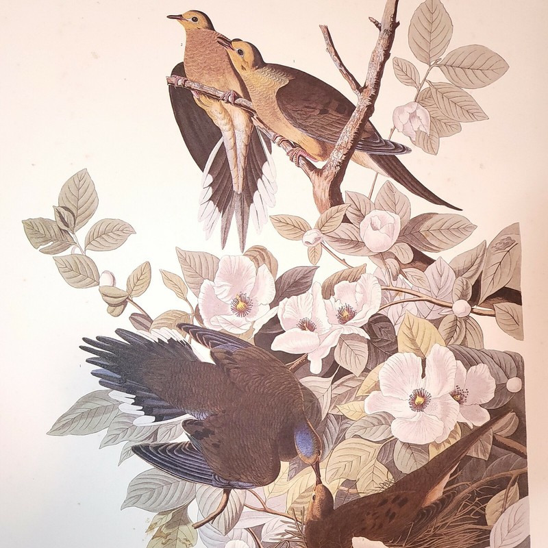 Carolina Turtle Dove No. 17 Old Mission Gallery Edition 1152/2000 Shawnee 1981