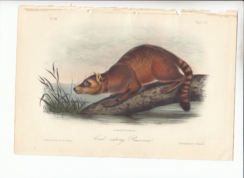 Rare Audubon Quadrupeds Of America 8vo Print 1854: CRAB-EATING RACCOON 155