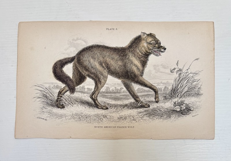 Antique Jardine/Lizars hand colored engraving print»North American Prairie Wolf»