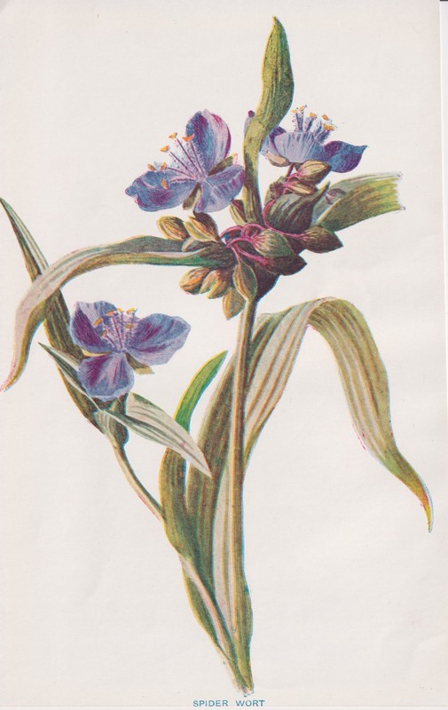 1897 Antique Botanical Lithograph SPIDERWORT Flower Botany by Hulme gallery